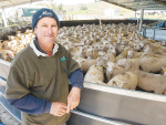Dairy sheep farms set to boost stock numbers
