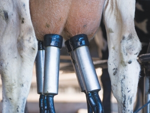 Square liners pay off in milk quality