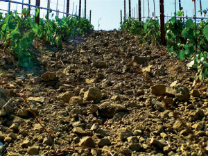 Minerality, a term to describe how the soil and rocks of the vineyard have been transported into the wine itself, may be an inaccurate phrase.