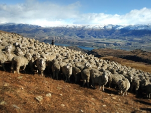 Merino sheep being mustered on Bendigo Station, home of Perriam.