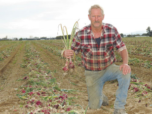 The season from hell has caused havoc for Horowhenua grower Chris Pescini in getting his onion crop harvested this year.