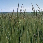 Feds, MPI in blackgrass biosecurity response