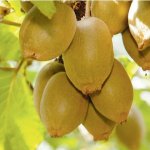 Kiwifruit growers plea for help