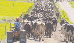 Kiwi dairy farmers remained profitable in the 2021/22 season despite rising on-farm costs.