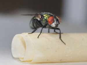 The sheep-killing Australian blowfly Lucilia cuprina has been genetically mapped by scientists. Photo credit: University of Melbourne