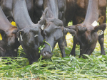 Filling summer feed deficits