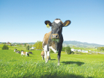 The upcoming DairyZN Farmers Forum will allow farmers to engage and connect with other farmers, scientists and experts.