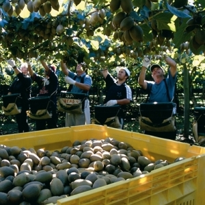90% support kiwifruit strategy – interim results