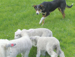Lambs good for training pups
