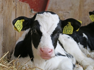 The move follows a 2015 agreement to phase-out calving induction nationally.