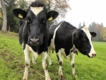 Dairy Awards winners focus on growing business