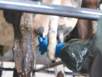 A vaccine, claiming to be the first specific product against the most common cause of environmental mastitis was launched last month.