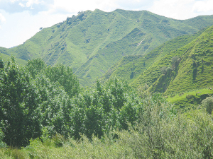 Hills such as these where native vegetation and red meat protein production go hand-in-hand are at great risk of being swamped by a monoculture of pine trees.