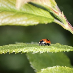 DuPont Exirel can promote beneficial insects like ladybirds