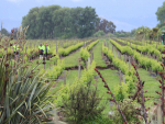 Five million litres of wine lost in Kaikoura earthquake