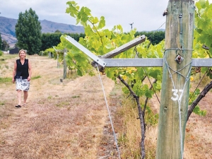 Life is easier for Shona Garry with the GDC trellising system with the vines all at chest height.