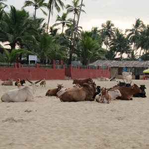 Cows are sacred in India.