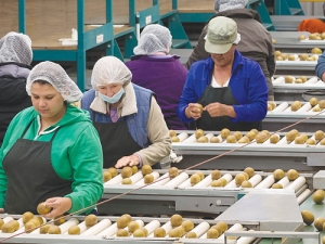 NZ kiwifruit sales to Australia have remained static and has the sector planning a marketing campaign to that country.