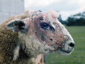 Farmers are being encouraged to consider the risk of facial eczema (FE) in the coming months.