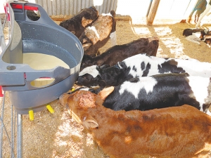 Turning down heat in the calf shed