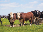 Ensuring your cows have the best mating this season