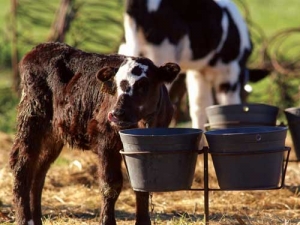 Three top tips for calf nutrition