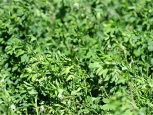 BLNZ recommend a fibre source particularly when animals are on green lucerne, to help with bloat.