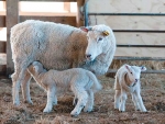 Scientists help drive China sheep venture