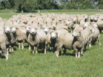 Wool sale steadies