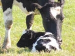 Aim for tight BCS spread at calving