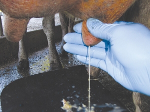A DairyNZ vet says there is insufficient culture testing to find out what bugs are causing mastitis.