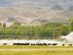 Otago farmer fined and banned from owning cattle