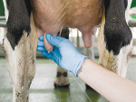 Being a skin gland, the only way infection can reach the udder is from the outside.