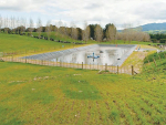 Dairy effluent is a great source of nutrients for growing pasture.