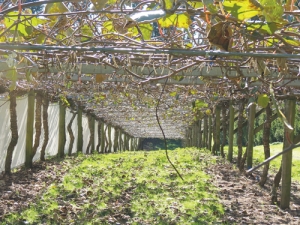 Sean Carnachan’s orchard consists of 16ha of covered kiwifruit 10ha in Hayward and 6ha in G3 gold.