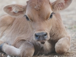 New animal welfare rules will also focus on treatment of bobby calves.