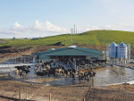 Dairy operators must have records to confirm that milk cooling requirements are being met.