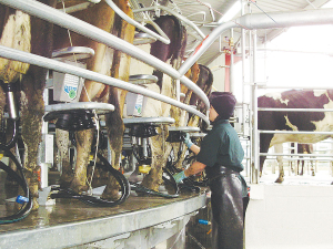 OAD milking affects protein content