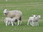 Data shows domestic lamb prices across the season averaged just under $8.90/kg, the highest on record.