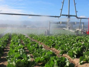 Irrigation scheme in the final stages