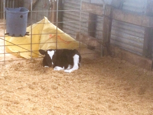 Cheap, effective mastitis control at calving