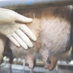 Mastitis management, one of the industry&#039;s largest costs.