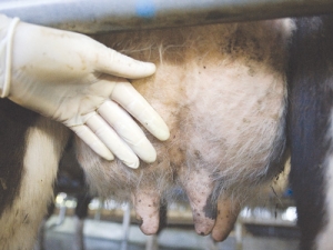Cows should be treated as soon as possible after cups come off.