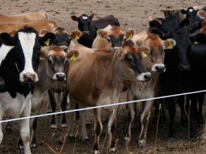 Farmer fined for cow deaths