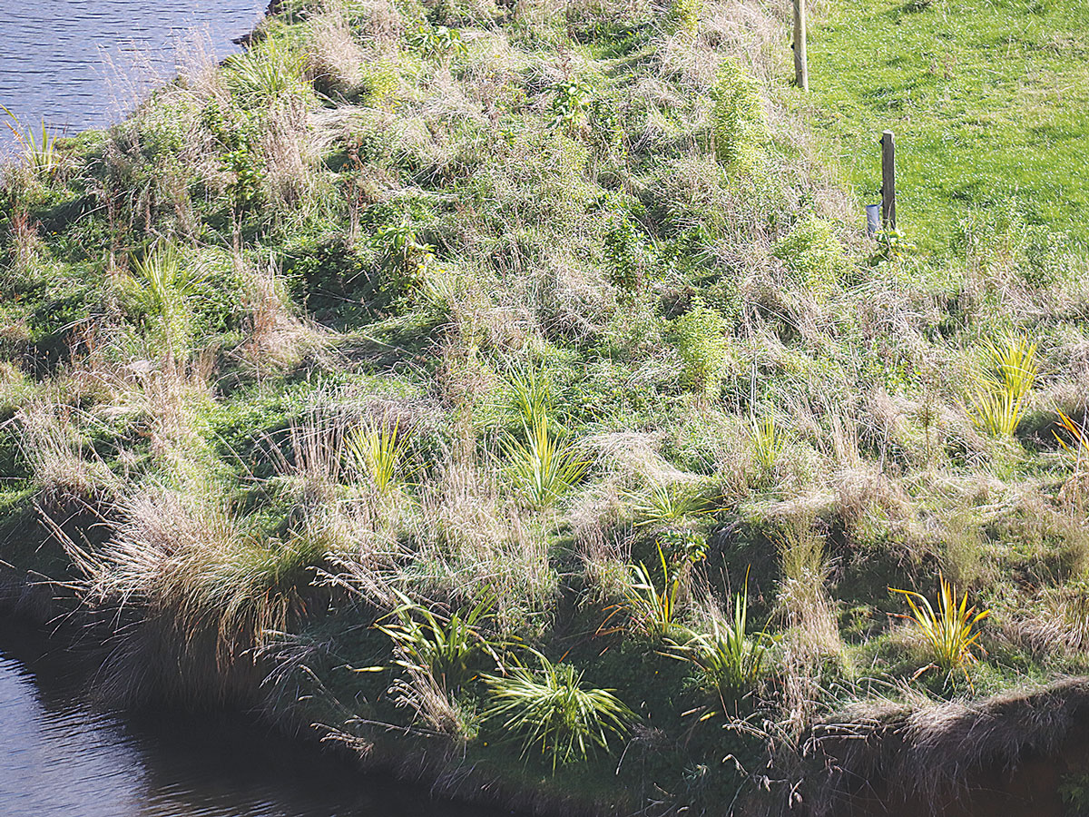 The Ropers have planted 9000 trees to date on their farm.