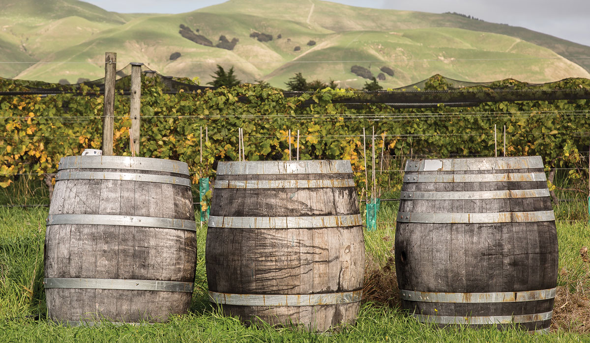 Big Sky Vineyard FBTW