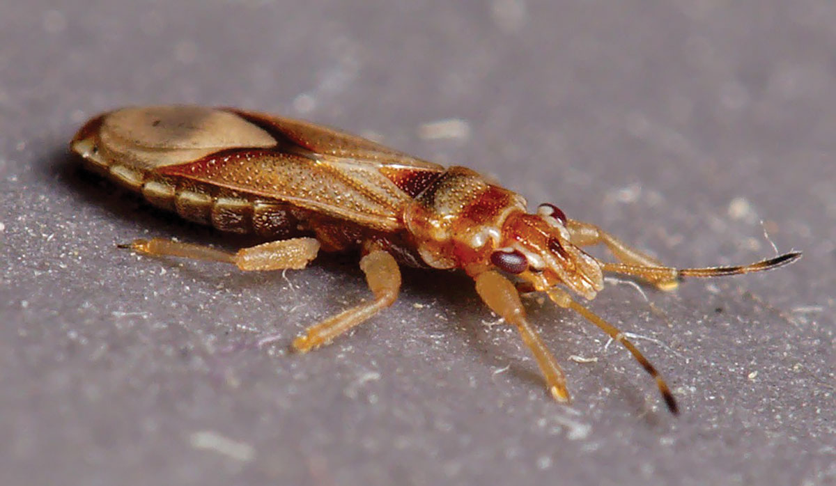 Bronze Bug