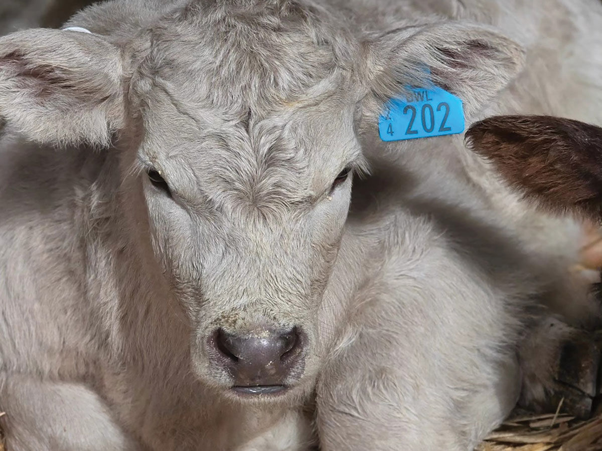 Calf 11 WEB
