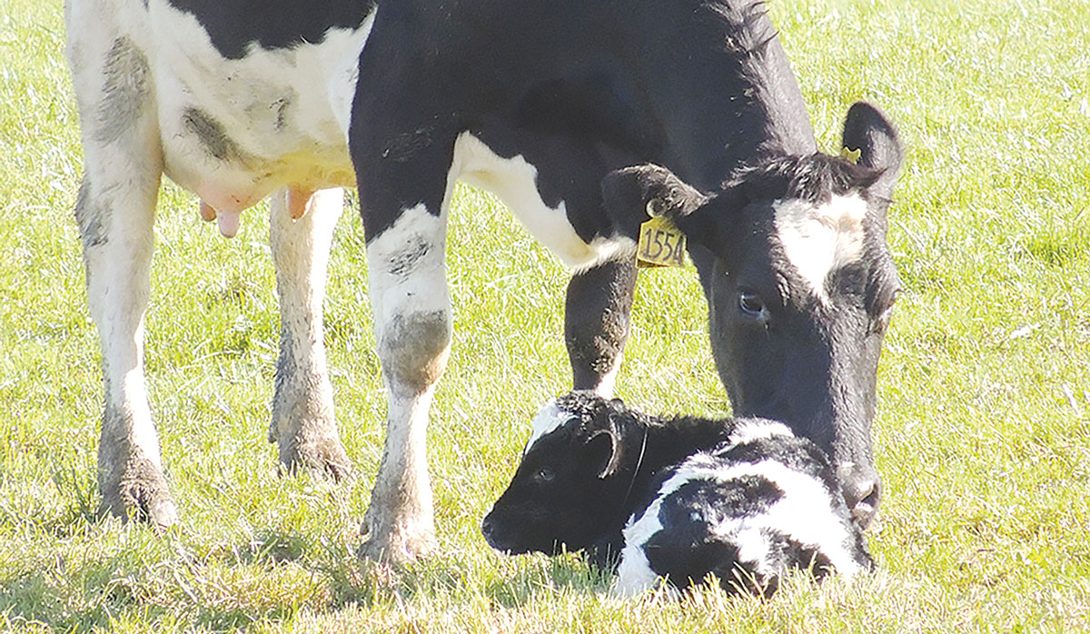 Calf Rearing FBTW