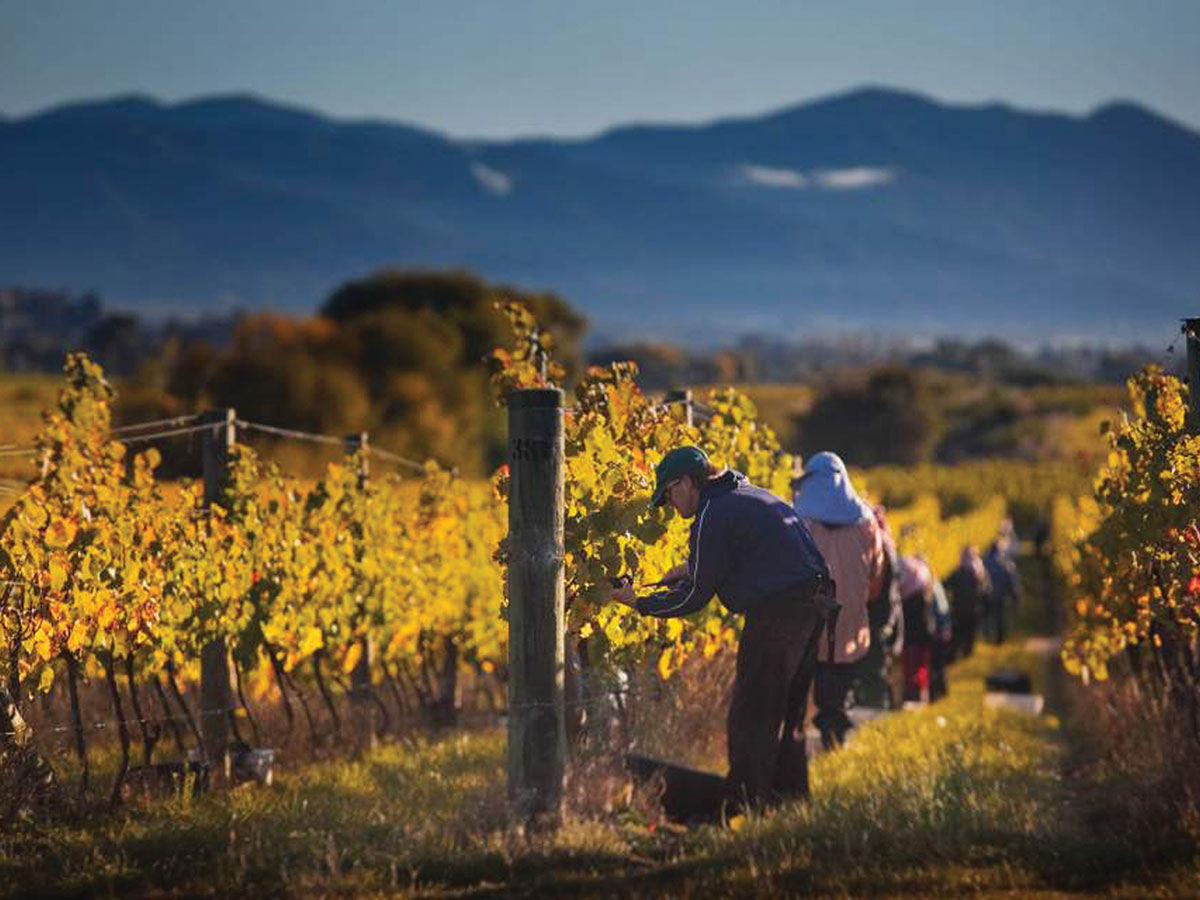 Cloudy Bay RSE Workers